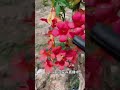 这款也是中华凌霄花 花期长花量也大 凌霄花 美丽的花 快手 这款也是中华凌霄花 花期长花量也大 凌霄花 美丽的花 快手