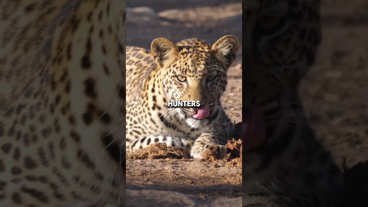 Jaguar Did You Know Jaguars Have the Strongest Bite amazing animal fact 