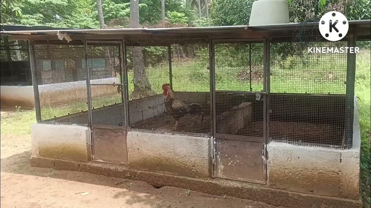 Red soil 50 acres cocounut farm house for sale Nanjangud (8618143750