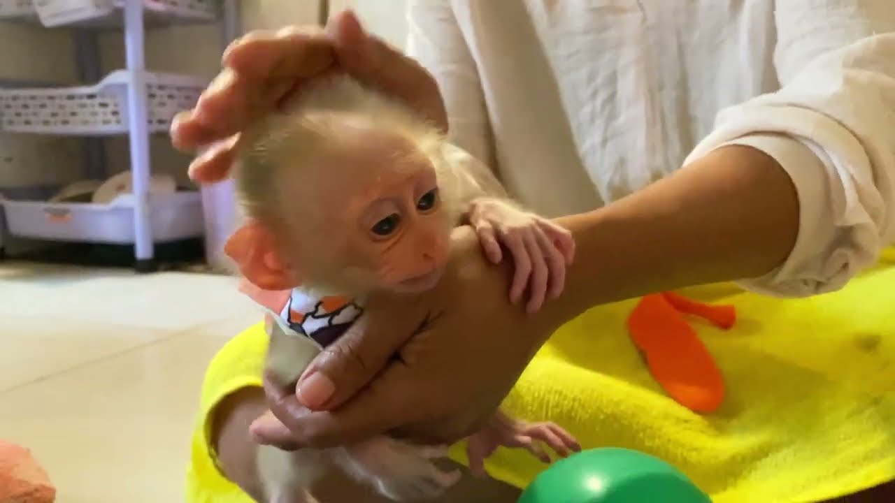 Jackie baby monkey is very jealous ❤️💕