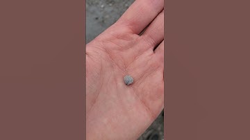 #brachiopod #tiny #fossil #bivalve #michigan #adventure #fossilhunting #rockhounding #devonian #cool
