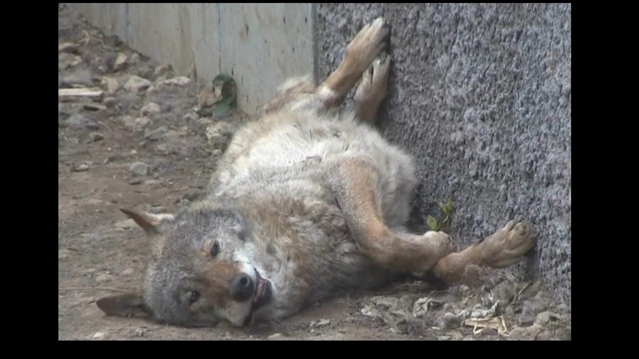 Is The Wolf Dead 死んでるの 多摩動物公園のオオカミ Youtube Is The Wolf Dead 死んでるの 多摩動物公園のオオカミ Youtube