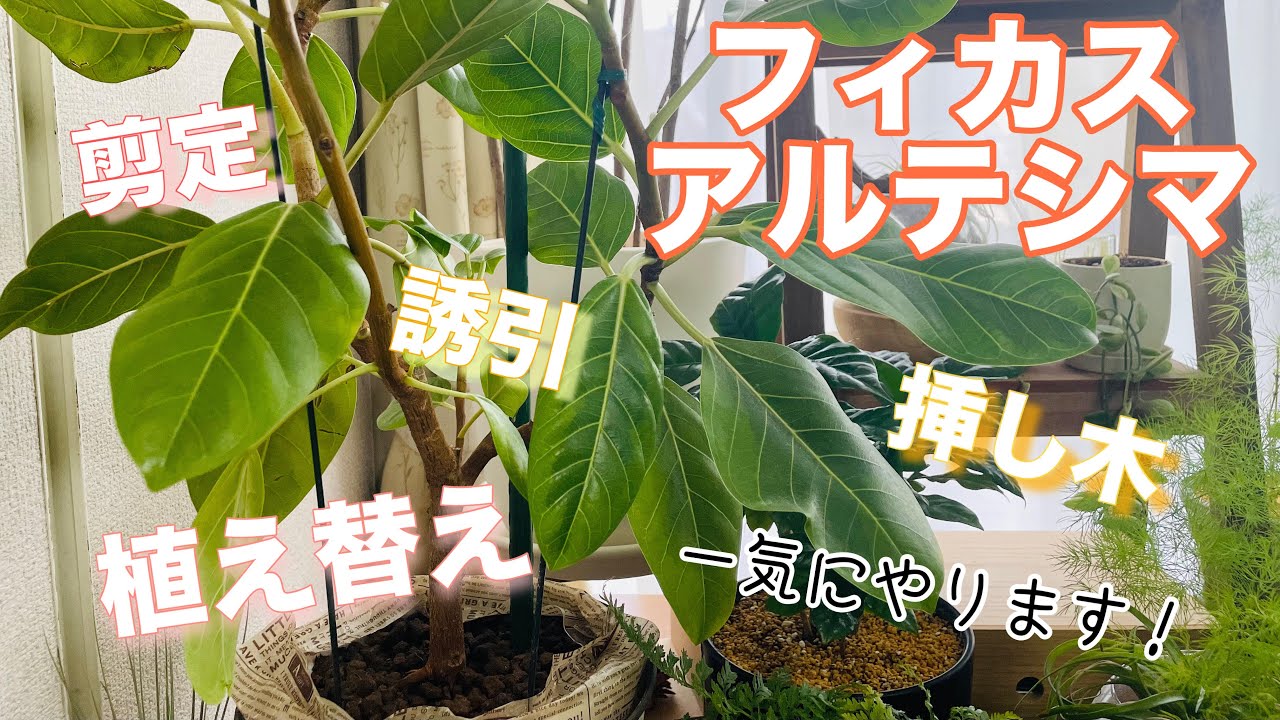 取りに来れる方限定✴︎フィカス アルテシーマ✴︎約2メートル Ficus altissima] Repotting, pruning, training, and cuttings! I did