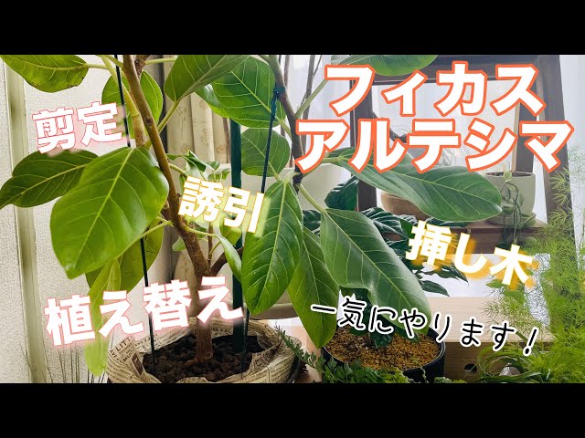 Ficus altissima] Repotting, pruning, training, and cuttings! I did