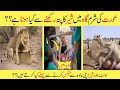 Amazing And Interesting Attributes Of Lion & Camel In Hindi | Urdu