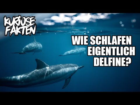 Video: Wie schlafen Delfine? Wahrheit und Fiktion über den Delfinschlaf