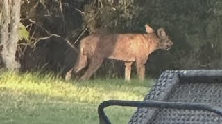 Strange sighting: Hill Country Village baffled by mysterious creature