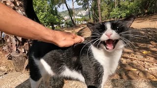 Pink nosed tuxedo cat started meowing very loudly when she saw me