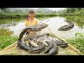 Harvesting A Lot Of Snakehead Fish Go To Market Sell - Cooking Snakehead Fish | New Free Bushcraft