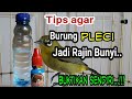 Cara Agar Burung Pleci Anda Menjadi Rajin Bunyi Mp3 - Mp4 Download