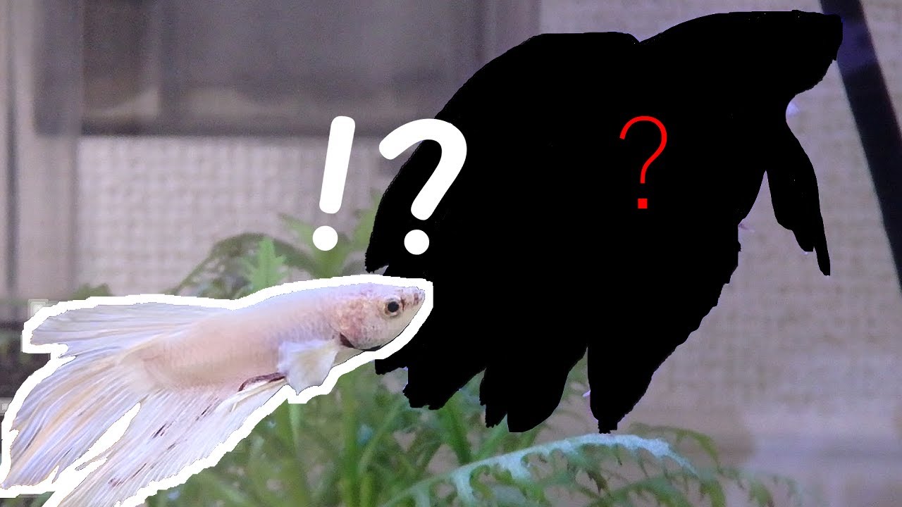飼育から半年 うちのベタが人懐っこい件 Youtube 飼育から半年 うちのベタが人懐っこい件 Youtube