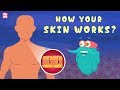 How your skin works  the dr binocs show  best learnings for kids  peekaboo kidz