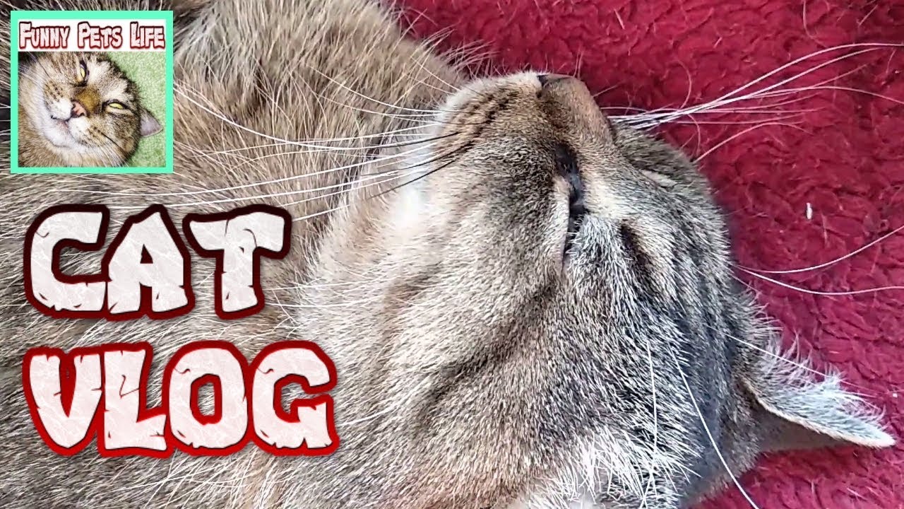 Cat Vlogs. Our cat got sick. The cat has sand in the bladder. Cat