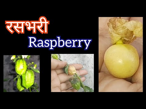 वीडियो: बढ़ते रसभरी, रोपण सामग्री, जड़ चूसने वाले और कटिंग, रास्पबेरी के पौधे की विशेषताएं - रास्पबेरी स्वर्ग - 2