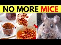 Get Rid Of Mice in Apartment Walls and Ceiling and Kitchen Cabinets Naturally Without Killing Them