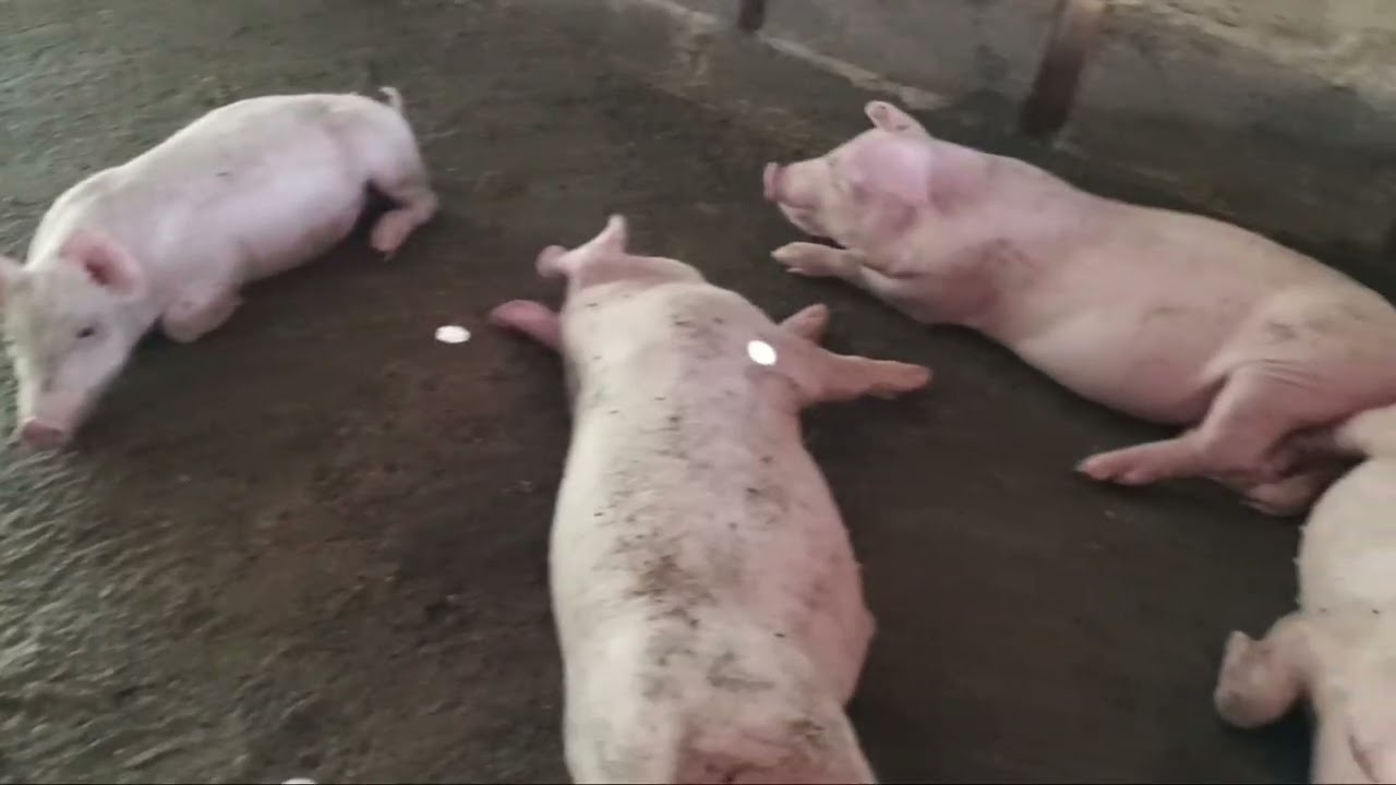 Разговоры свиновода 14/69: Возможно ли откормить свиней до веса более 100 кг за 135 дней?