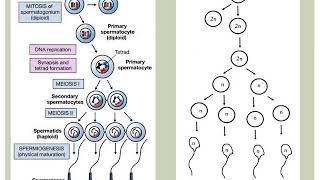 Spermatogenesis