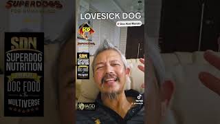 LOVESICK DOG by Manalo K9 ● Meta Animals 58 views 7 days ago 2 minutes, 25 seconds
