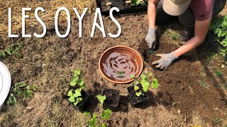 OYAS: Retour sur l'utilisation de pots horticoles comme oyas