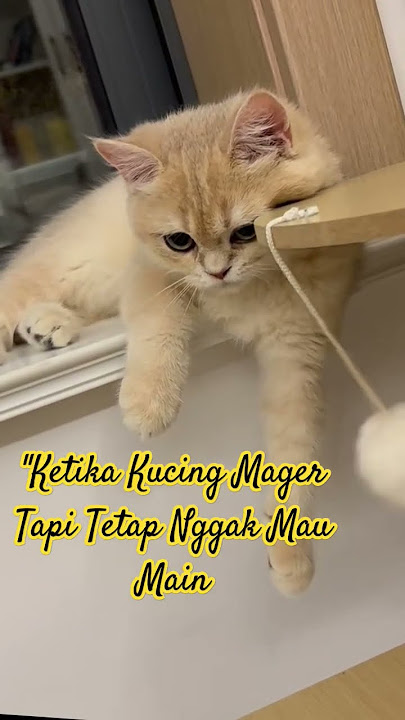 Ketika mager dan males ngapa ngapin #music #shortsvideo #viralvideo #kucing #galaubrutal #mager #fyp
