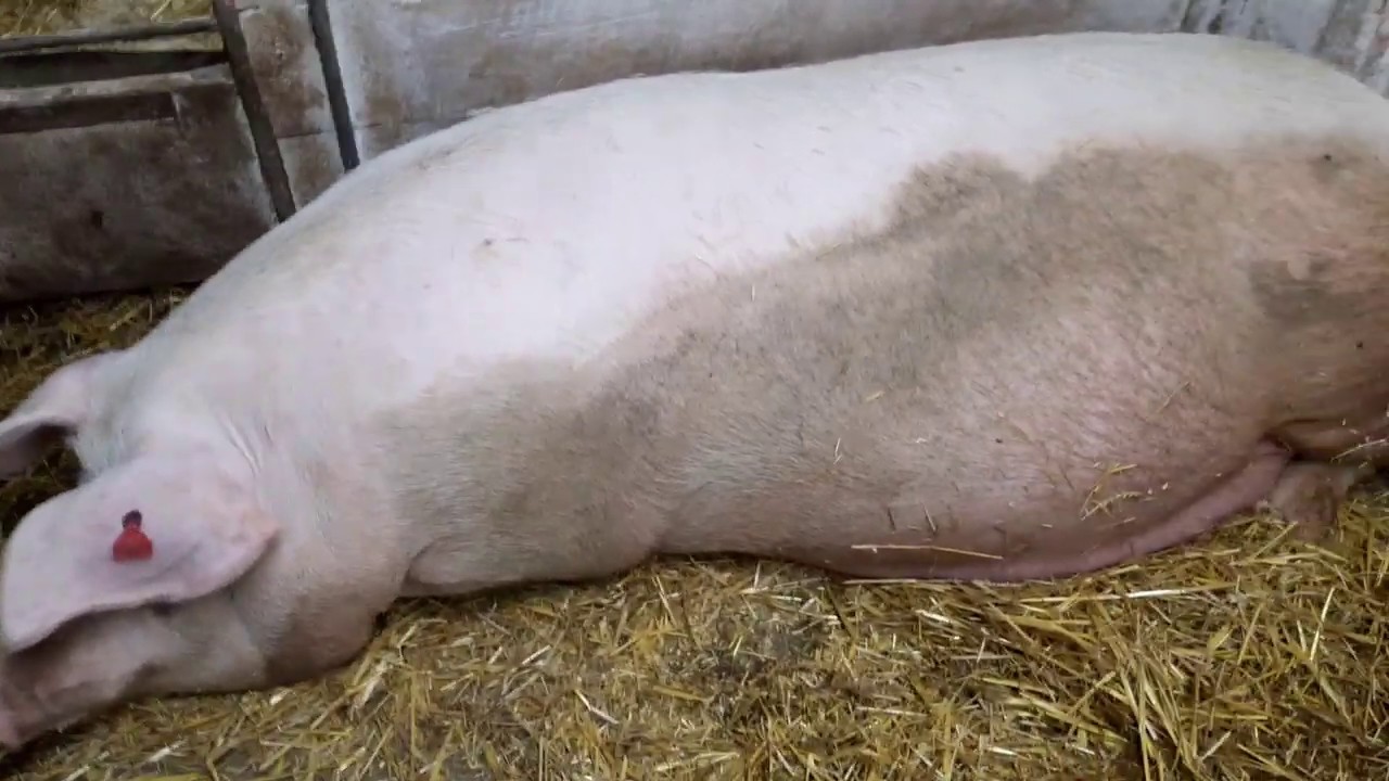 Привести свиней