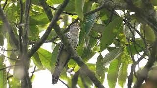 Lesser Cuckoo 小杜鵑