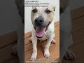 Nearly 90 DAYS in the shelter! Needs out ASAP!