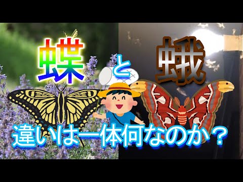 【疑問解決】蝶と蛾の違いは何なのか？虫が光に集まるのはなぜか？