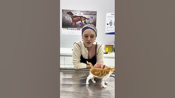 Neymiş sokak kedileri ölmüyormuş önceden aşı mı mama mı varmış 😅