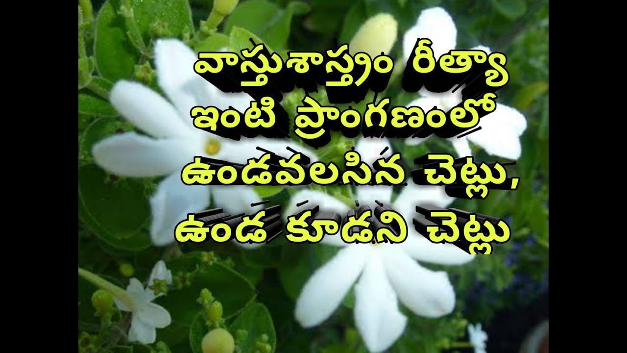 Vastu plants // in telugu // Pavansai Kavati YouTube