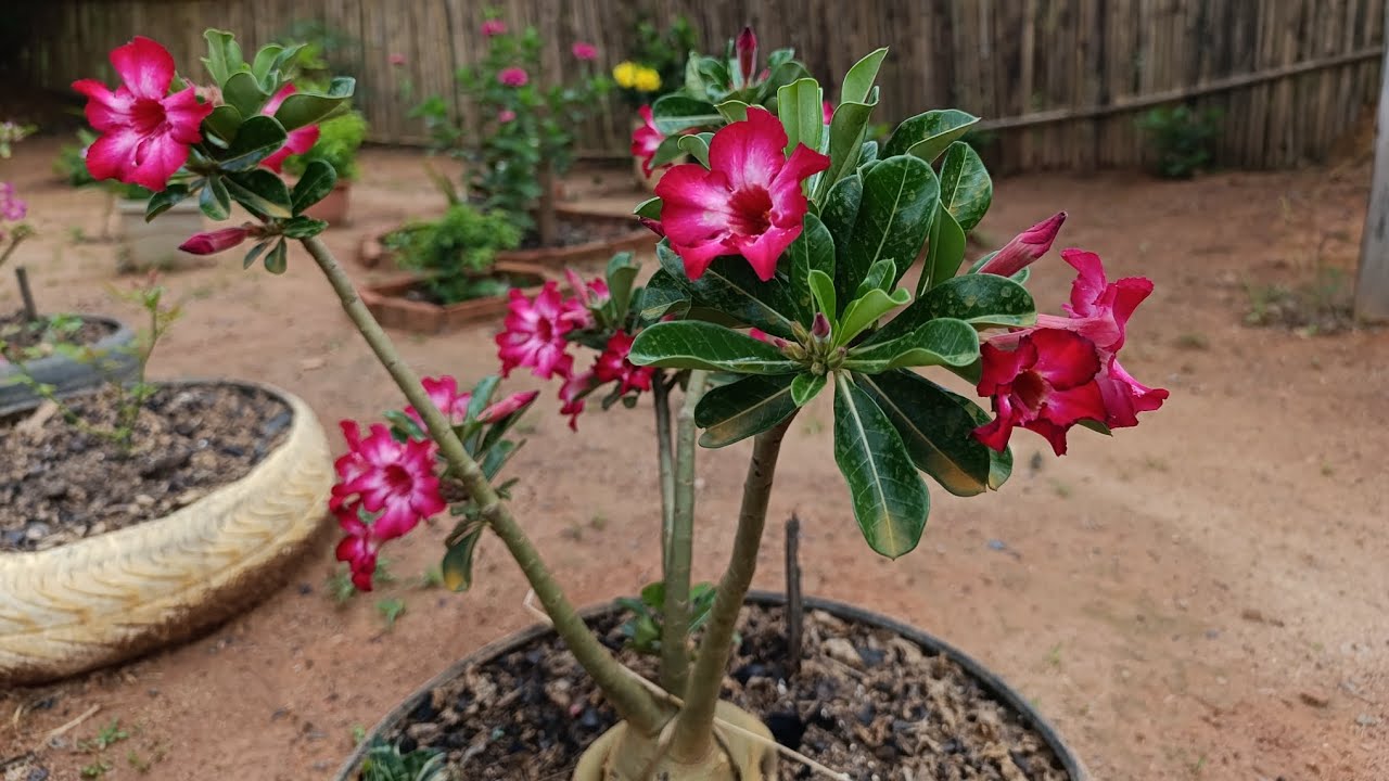 Mostrando um pouco das minhas plaquetas florindo 💞🌹🌺