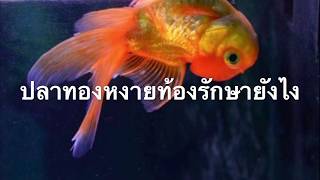 ปลาทองหงายท้องรักษายังไง