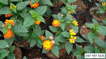 Bán buôn cây hoa ngũ sắc các màu tím, vàng, trắng, vàng cam đỏ, ngũ sắc tím rủ