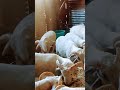 ##sheepbreeding ##homesheephome ##animals ##cute ##foryou