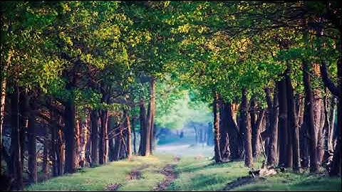 أجمل تلاوة تريح القلوب وتهدي الأعصاب القارئ عمر هشام العربي