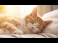 Musique pour chats nerveux  musique apaisante pour chat pour une relaxation profonde un sommeil