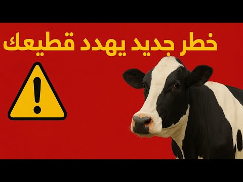 سلالة جديدة من الحمى القلاعية 1 تهدد الأبقار والجاموس الأغنام والماعز في مصر و الحل الوحيد