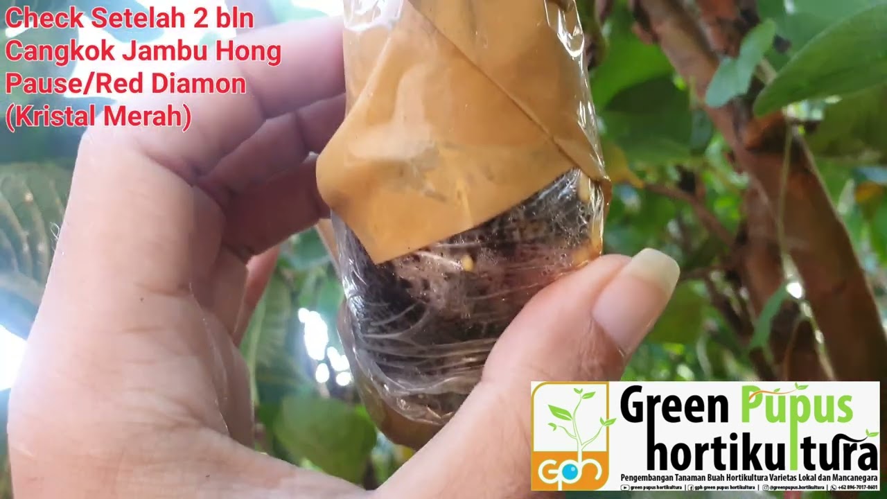 CHECK!!!!!....Berakar 2 Bulan .Cangkok Jambu Hong Pause Taiwan,Red Diamond Jambu kristal merah