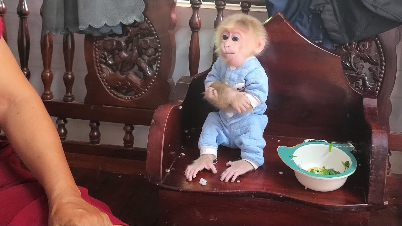 Baby Monkey David is always polite when asking for food