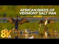 Amazing African Birds and Waterfowl of Vermont Salt Pan, Western Cape - 8K Wildlife Nature Film