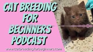 Old STUD CATS Can Be Amazing STUD CATS by Cat Breeding for Beginners 275 views 2 months ago 10 minutes, 41 seconds