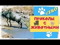 СМОТРИ И СМЕЙСЯ 😃 Приколы с Животными 😹🐶 Fun with Animals