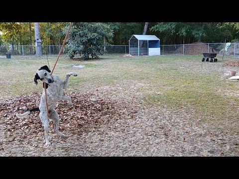 Willis is crazy about this rope!