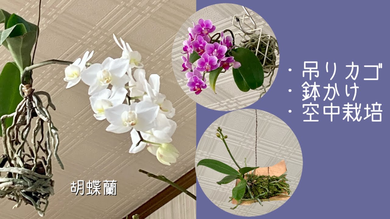 2月3日 胡蝶蘭の吊りカゴ 鉢かけ 空中栽培 吊りカゴ満開のリクエスト マイクロ胡蝶蘭 アマビリス Youtube