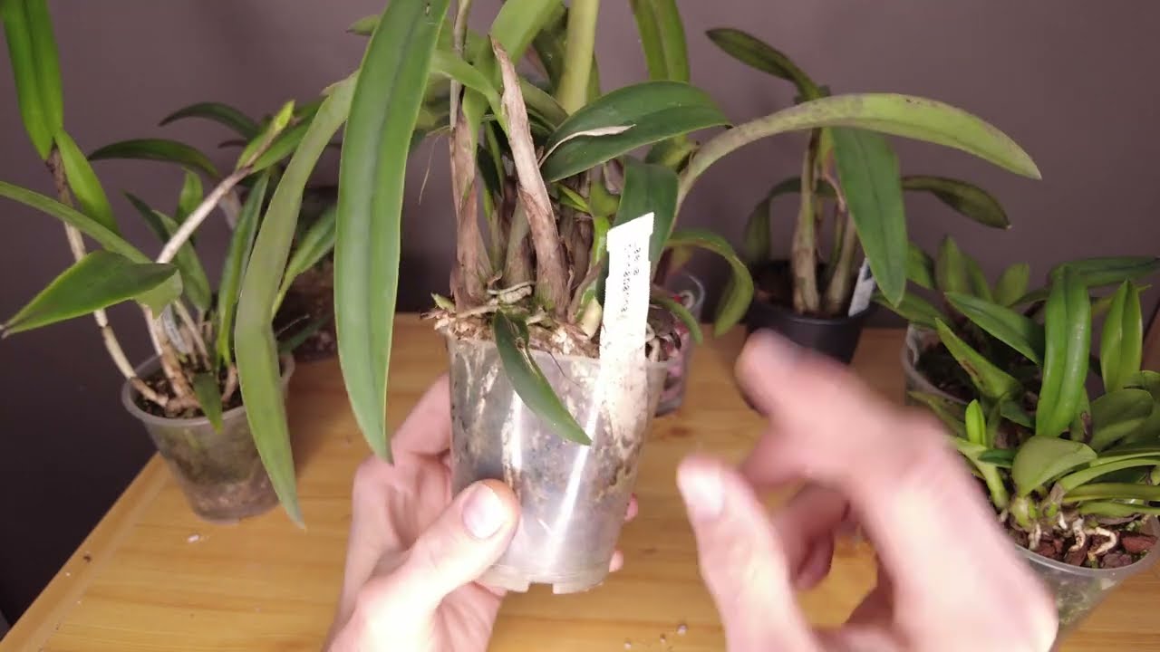 Laelia in Granulat statt Rinde: So gelingt das Umtopfen