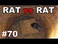 #70. Охота на КРЫС с комплексом “HWRAT-HUNTER“. Rat vs Rat