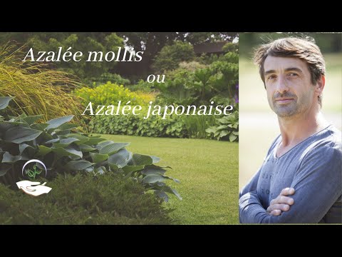 Vidéo: Azalée Japonaise (37 Photos): Description Du Type De Rhododendron, Caractéristiques Du 