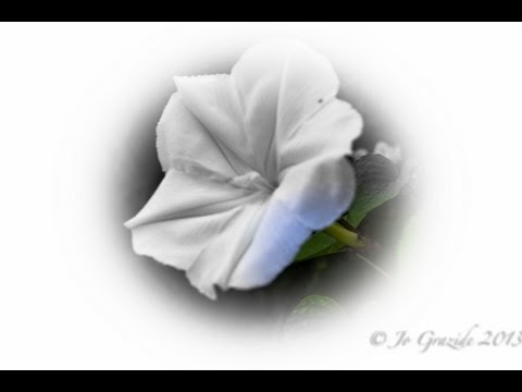 A single Moonflower bloom in real time from closed to fully opened.