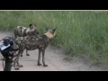 Mar 3 Jamie has a close encounter with wild dogs and en angry elephant