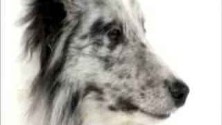 Dogs101 shetland Sheepdog by WALLE9000 17,230 views 13 years ago 2 minutes, 54 seconds